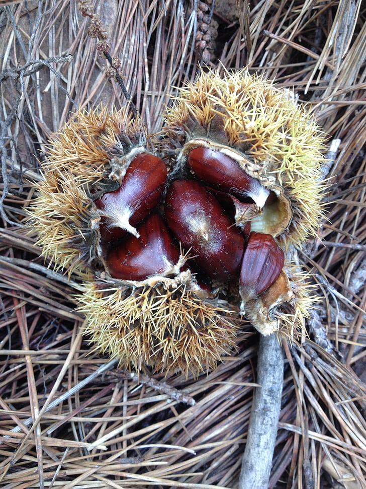chestnut, musim gugur, coklat