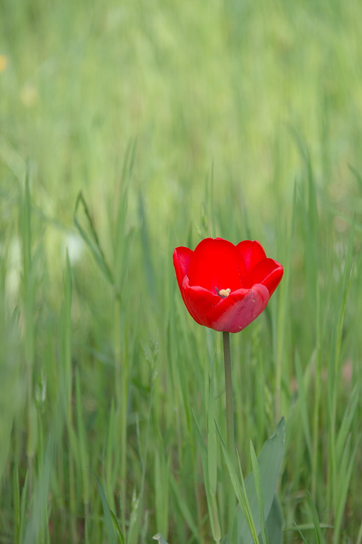 Tulip, flor, floración, primavera, flor, rojo, planta