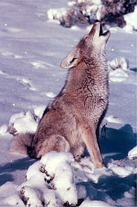 Coyote, vytie, sneh, Yellowstone, voľne žijúcich živočíchov, canid, Predator