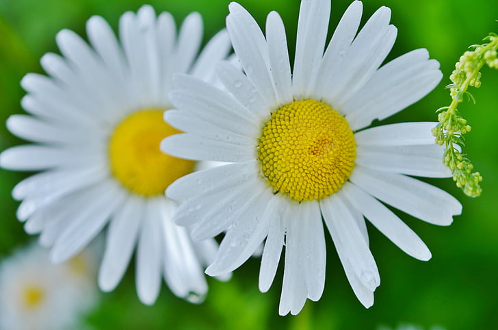 virág, Daisy, természet, tavaszi, fehér, növény, virágos