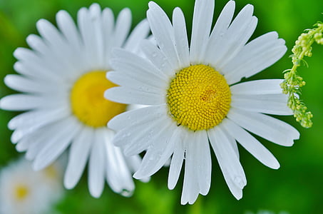 flower, daisy, nature, spring, white, plant, floral