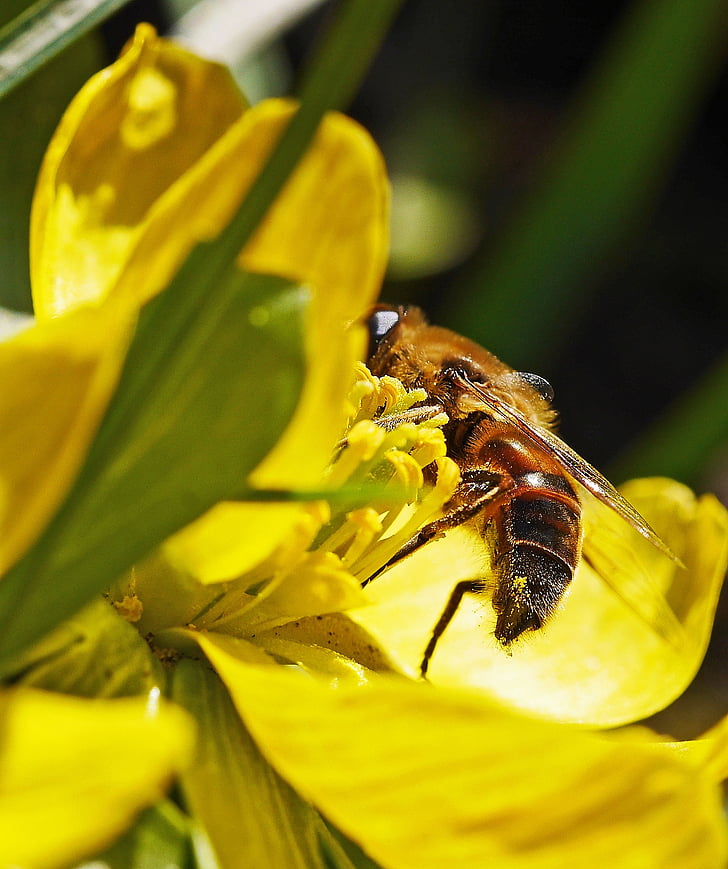 winterling, bičių, ankstyvą pavasarį, uždaryti, makro, pradžioje gama, vabzdžių