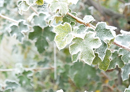 lehed, Makro, loodus, taim, Frost, jää, külmutatud