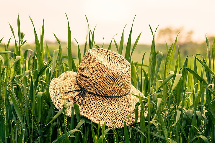 granja, campo, grano, verde, sombrero