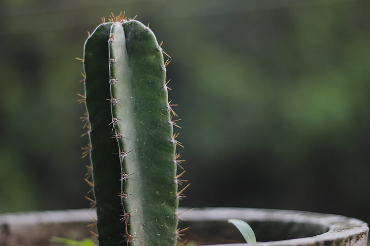 cactus, nagfani, Figuera, planta, verd, en test, espines