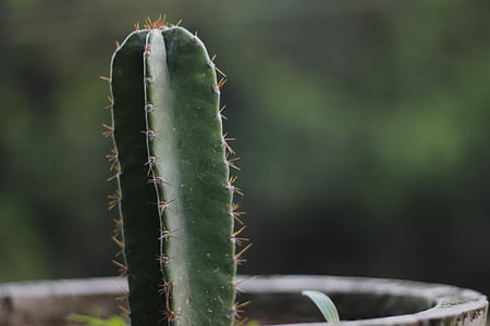 Cactus, nagfani, fico d'India, pianta, verde, in vaso, spine