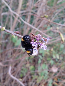bumblebee, Thiên nhiên, con ong, côn trùng, tự nhiên, Ngọt ngào, động vật