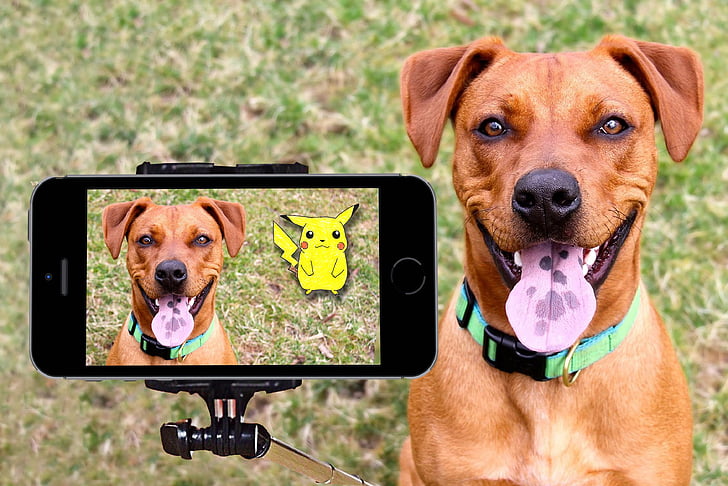 pokemon, pikachu, dog, selfie, happy, outdoor, tongue
