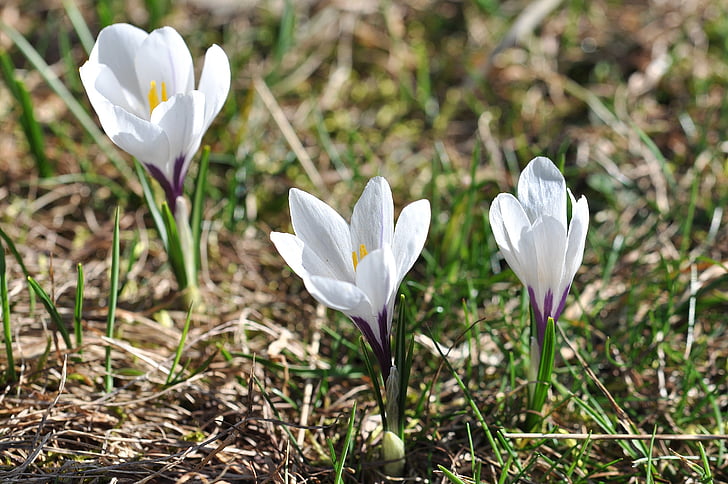 crocus, flowers, plant, white, spring flowers, early bloomer, signs of spring