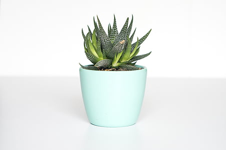 green, plant, white, ceramic, pot, green color, studio shot
