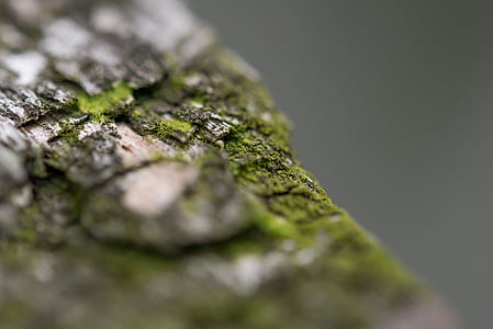 dřevo, Detailní záběr, makro, clona, Příroda, zelená, mech