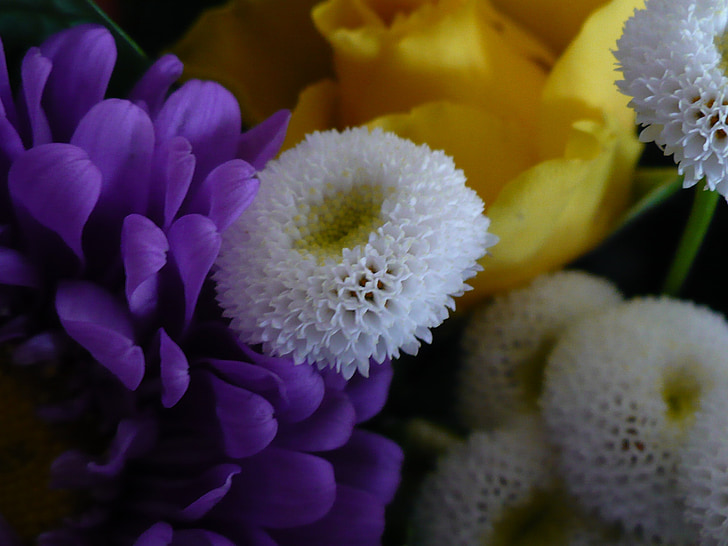 violetinė, balta, gėlės
