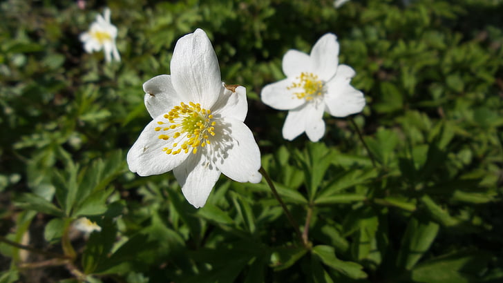 Вуд anemone, Блоссом, Блум, Белый, цветок, Природа, завод