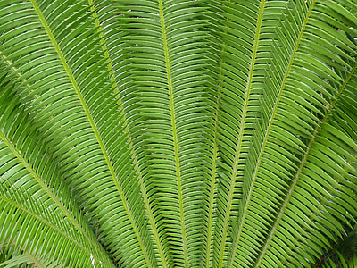 fern, plant, green, background, leaves, foliage, tropical