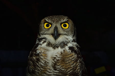 Owl, Raptor, đôi mắt, màu vàng, levigliani, màu sắc, Ali