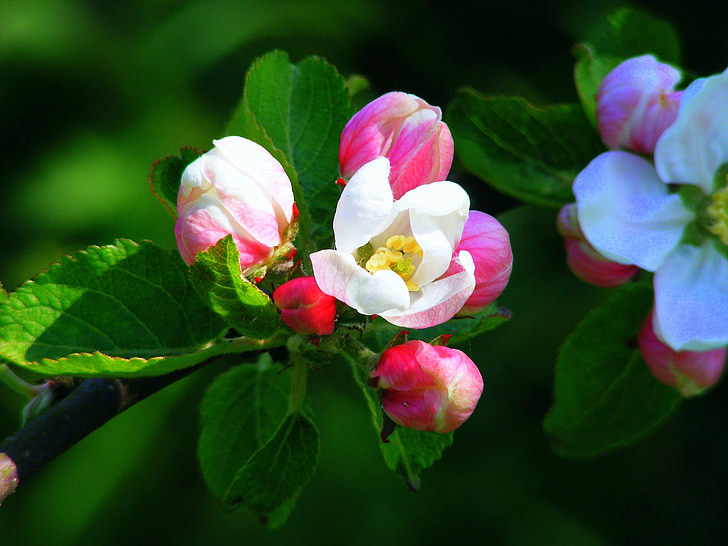 jabolko cvet, roza, rdeča, cvet, cvet, pomlad, drevo