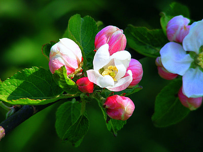 apple blossom, pink, red, blossom, bloom, spring, tree