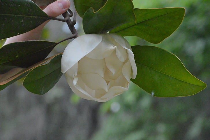 Magnolia, virág, természet, tavaszi, gyönyörű, fehér, növény