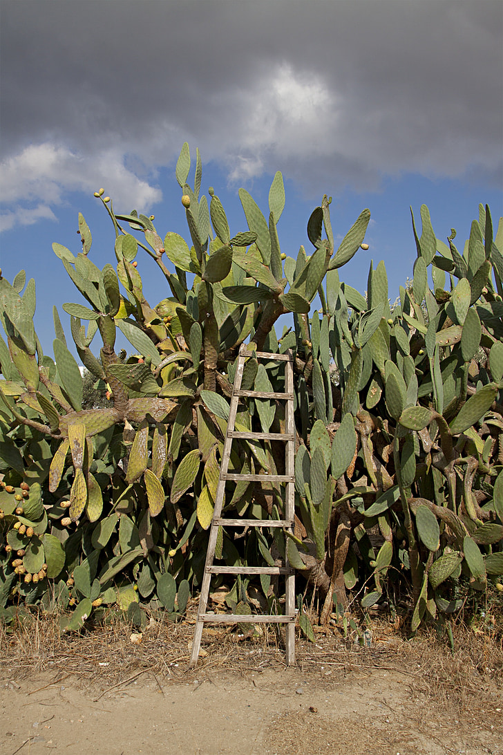 cactus, prickly pear, head, warm, heiss, landscape, cyprus
