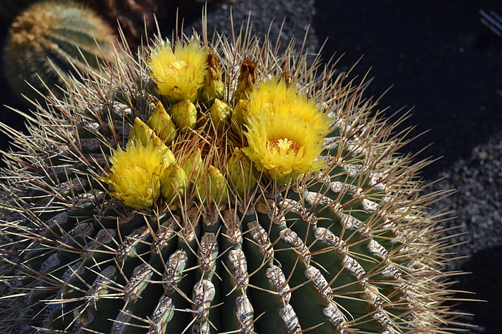 Cactus, keltainen, Meksiko, Sun, kasvi, kuvia, Luonto