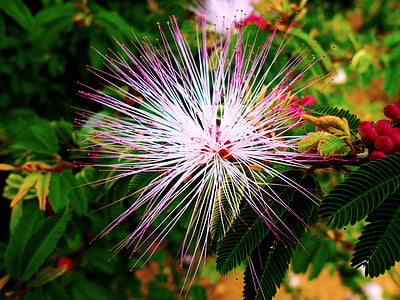 kukka, Manacá, Puutarha, Brasilian maisema, Kaunis, Flora, Luonto