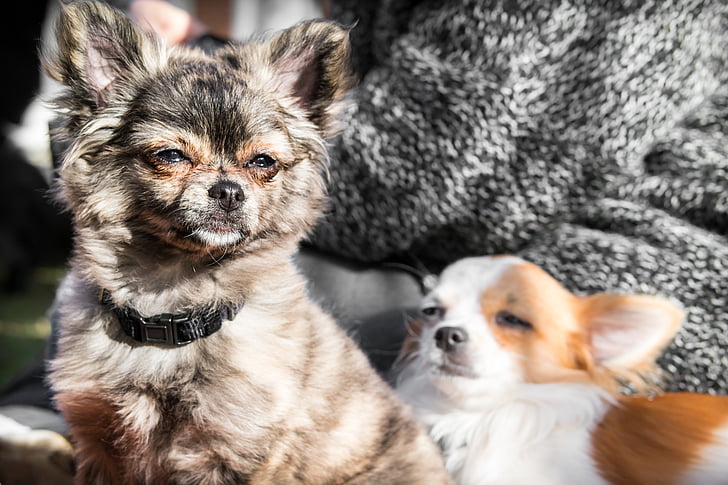 Chihuahua, kutya, chiwawa, nézet, szem, nézd, Watch