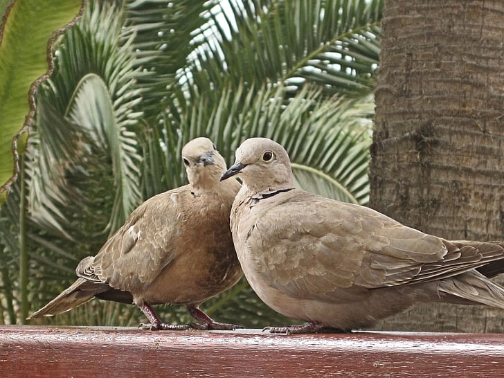 pigeons, animals, bird, nature, whisper sweet nothings, turtle dove, pigeon pair
