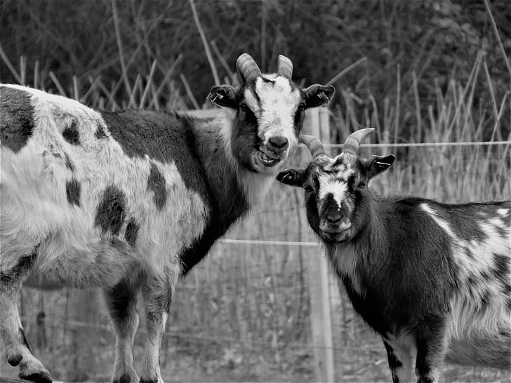 capre, buck di capra, Billy goat, corni, bestiame, azienda agricola, viso