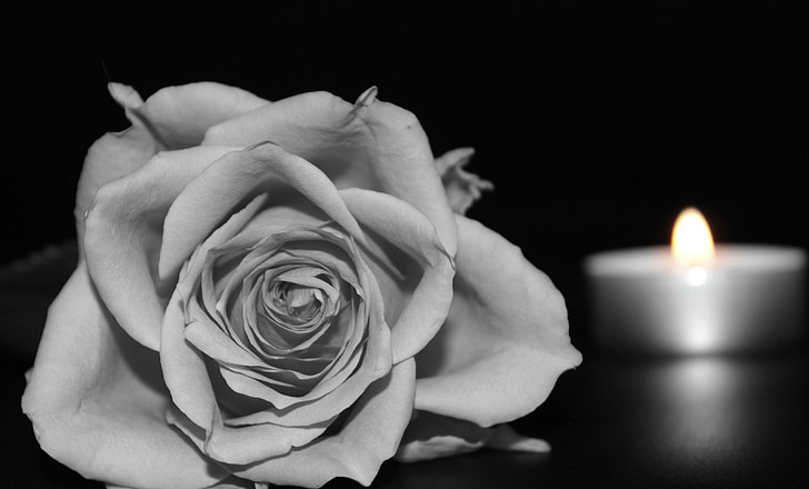 rose, blossom, bloom, rose bloom, black and white, candle, candlelight