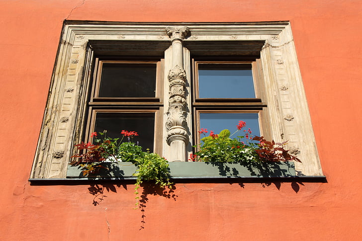 window, dinosaur, flower boxes