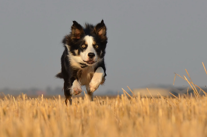 border collie, running dog, field, summer