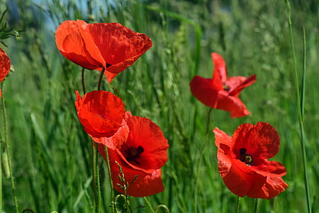 poppy, klatschmohn, poppy flower, red, field of poppies, poppy meadow, spring