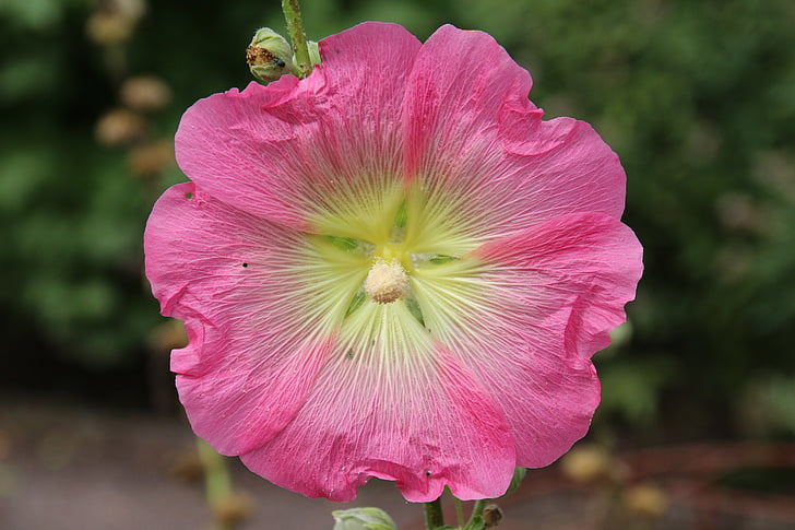 Mallow, Hoa, đinh hương Bauer, đóng, màu hồng, Thiên nhiên, thực vật
