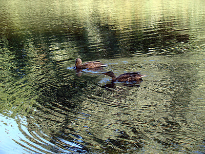 duck, wild ducks, pond, lake, reflection, glitter, ripple