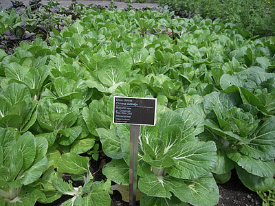 chinese cabbage, grassica rapa, vegetable, botanical garden