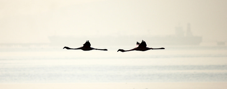 Flamingi, putni, lidojumu, spārni, DOM, daba, dzīvnieku