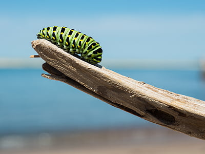 groen, Caterpillar, boom, tak, bug, vertakt, één dier