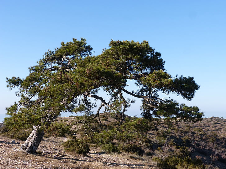 singular träd, Pine, Montsant, PI cugat, naturen, träd, Sky