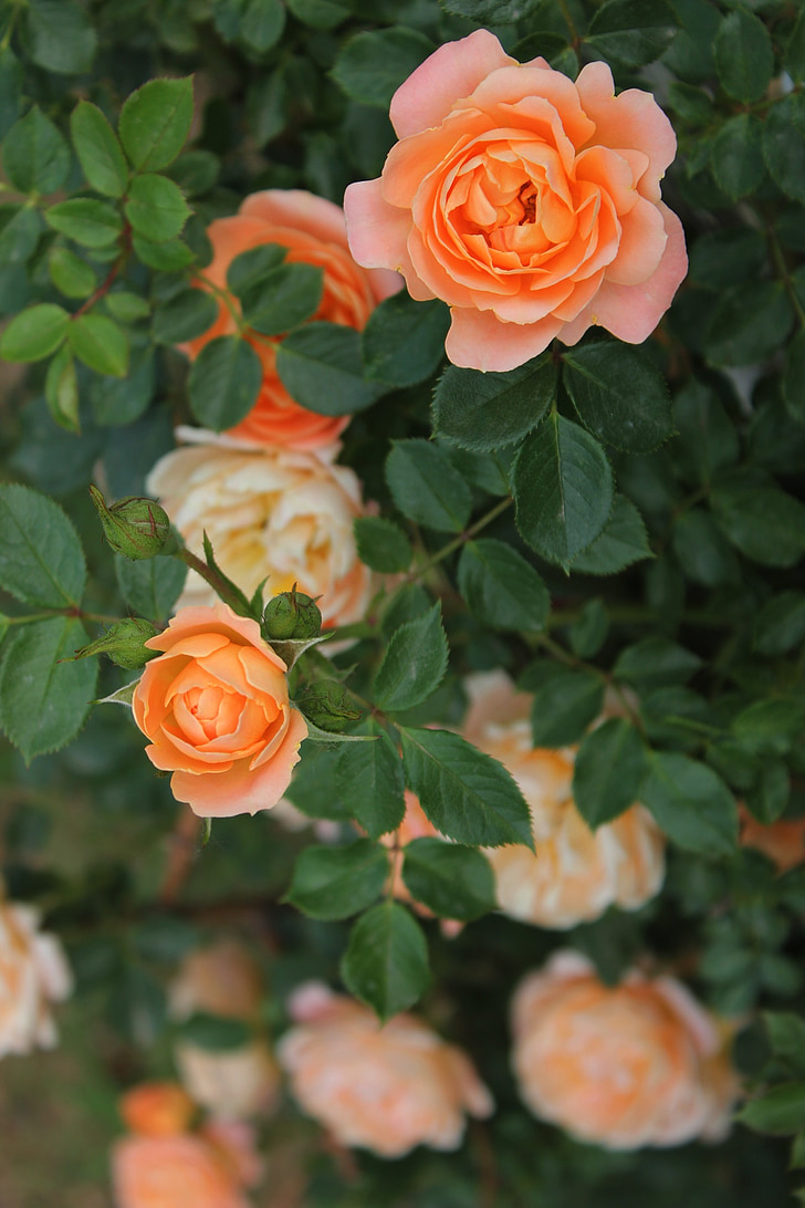 Rosa Tea, rosa, pianta, fiore, arancio, giardino, natura