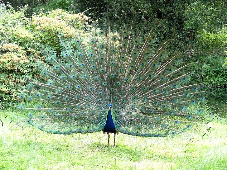 Peacock, peafowl, đuôi, lông, bộ lông, Nam, mặt trận