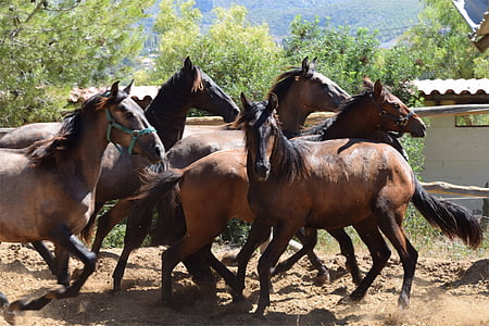 stallions, chạy, hoang dã, chạy, ngựa, động vật, con ngựa