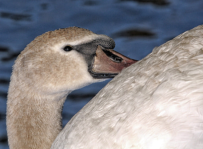 swan, beak, pond, bird, eye, majestic, feathers