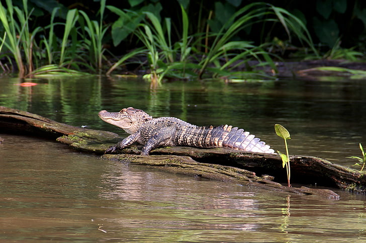 Alligator, träsket, Bayou, djur, krokodil, Louisiana, vilda djur