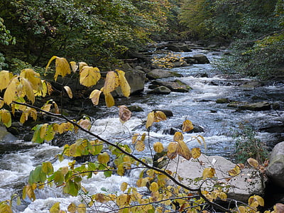 water, fall color, mountain stream, boulders, bach, river, fall leaves