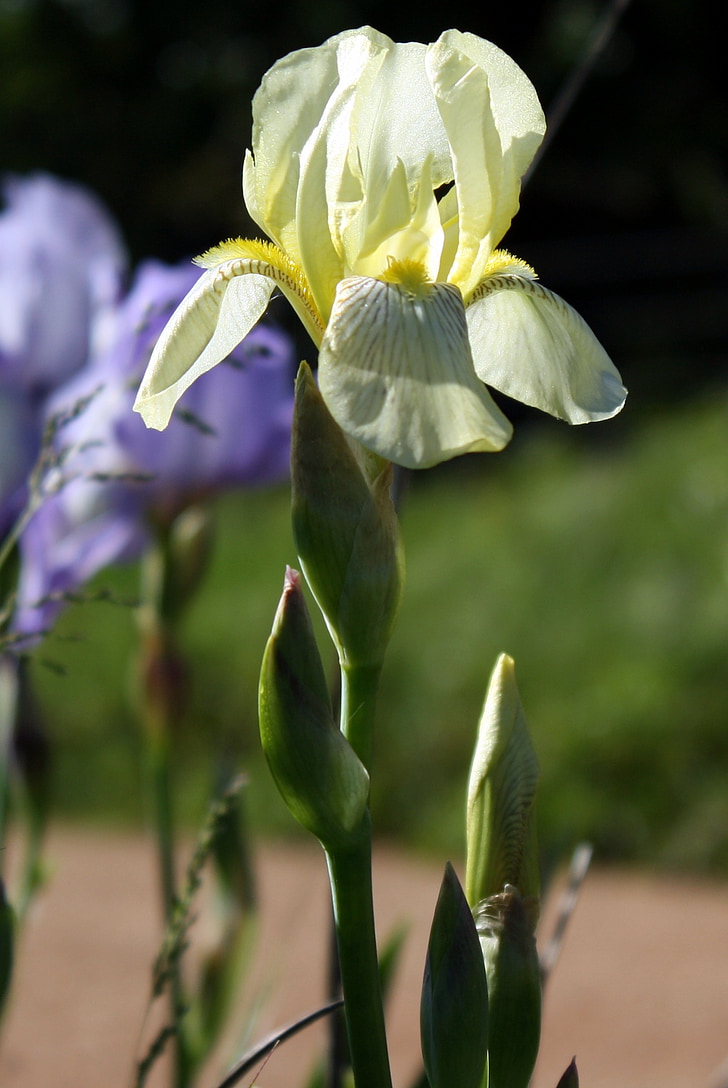Iris, kwiatowy, kwiat