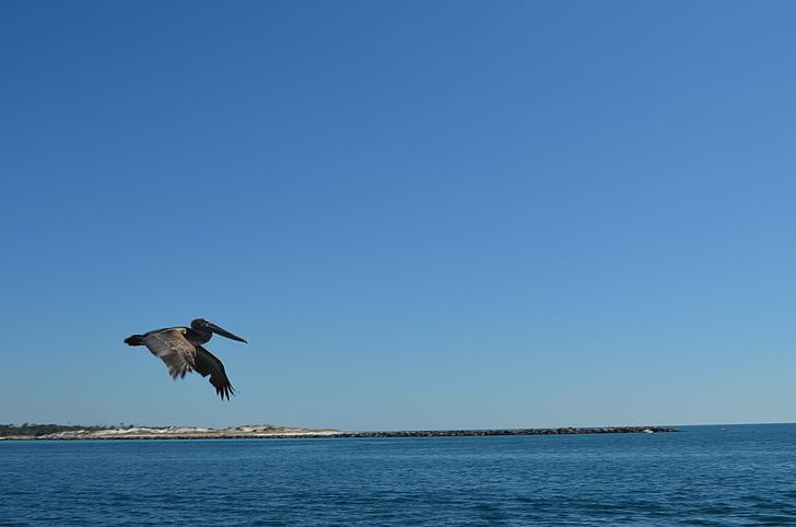 birds, pelican, flight, ocean, beach