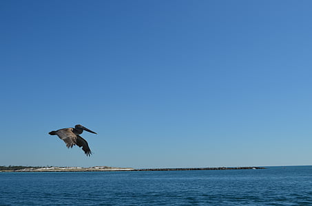 fåglar, Pelican, flyg, Ocean, stranden