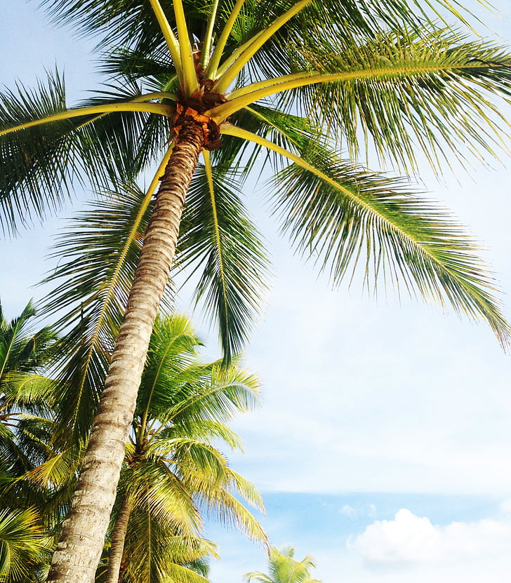 albero di Palma, Vacanze, Miami beach, Florida, verde, spiaggia, giallo