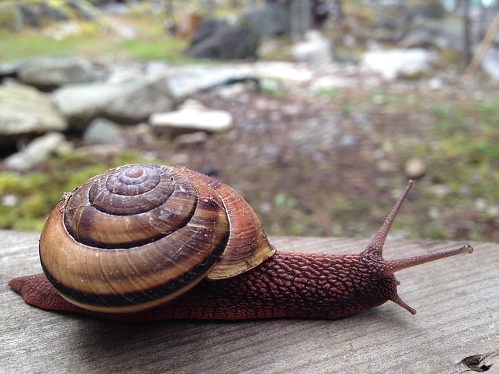 snail, slow, nature, crawl, wild, shell, mollusk