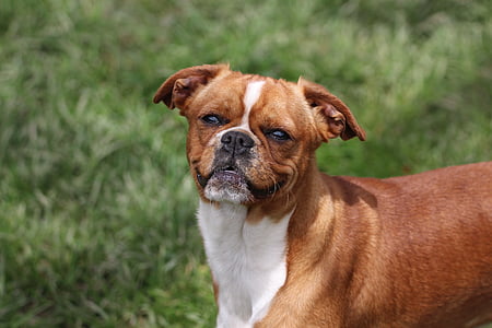 animal, canino, perro, furry, mixto, Mutt, mascota